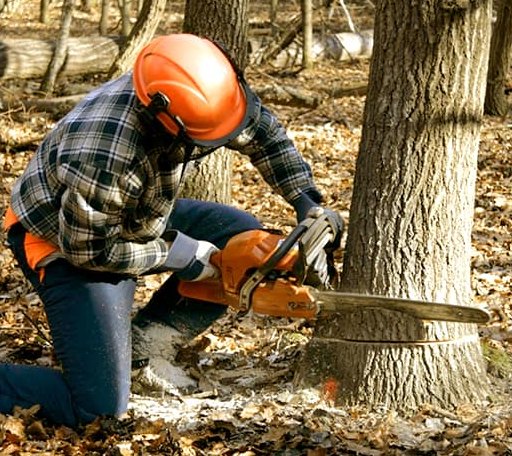 Tree Removal in Forbes, ND